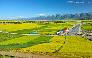 门源油菜花海