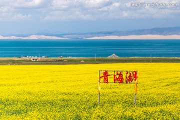 青海湖畔的油菜花海