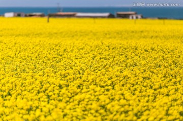 青海湖畔的油菜花海