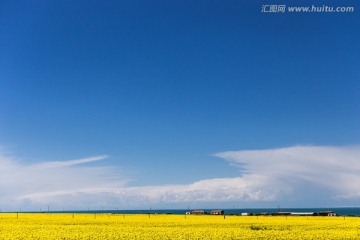 青海湖畔的油菜花海