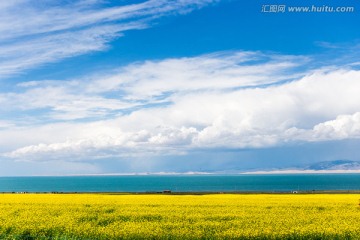 青海湖畔的油菜花海