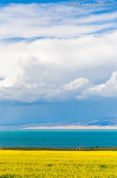 青海湖畔的油菜花海