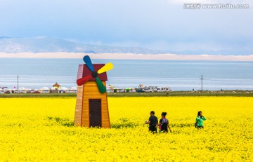 青海湖畔的油菜花海