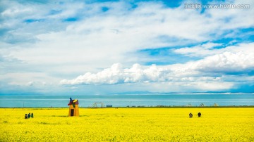 青海湖畔油菜花海