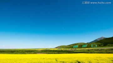 青海扁都口油菜花海