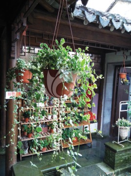 垂吊植物