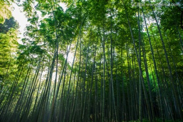 阳光竹林