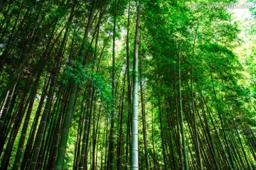 竹林 竹叶