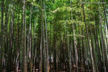 竹林 竹叶