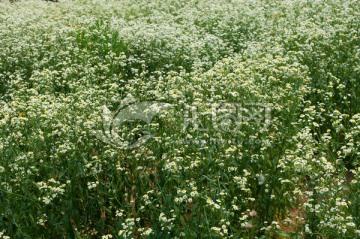 一片白色野菊花