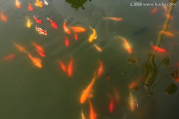 鱼 红鲤鱼