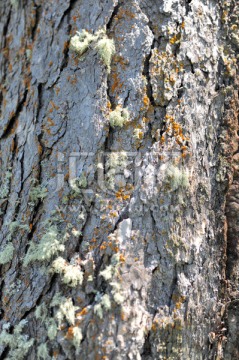 树皮 苔藓