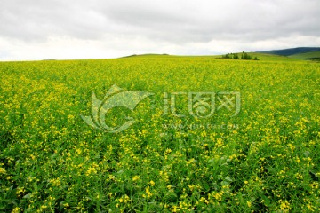 夏季大面积油菜田