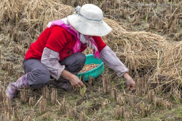 稻田种蚕豆