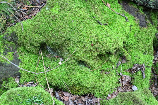 苔藓 火山岩