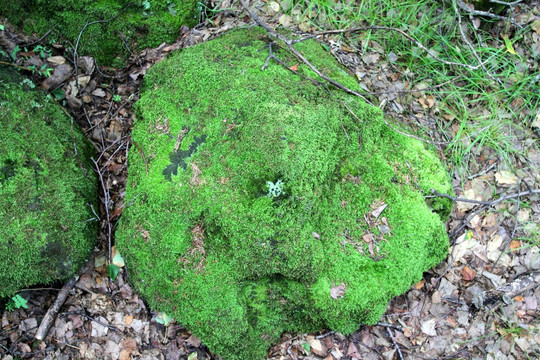 五大连池 火山岩 苔藓