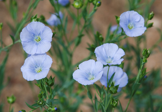 胡麻花