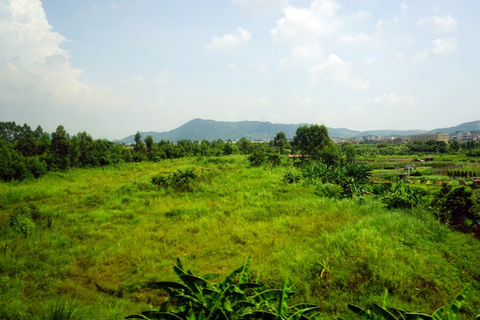 山坡植被