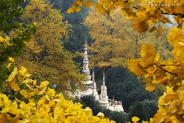 白岩寺银杏