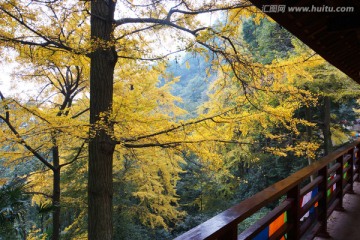 白岩寺银杏秋色