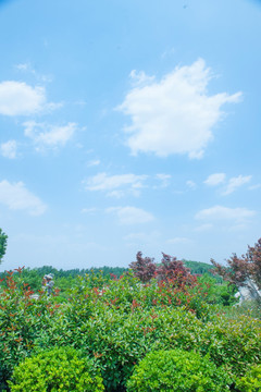 蓝天白云 公园风景
