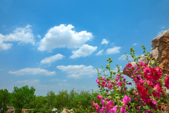 公园风景 蓝色天空