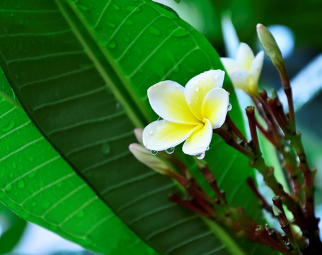 清新鸡蛋花