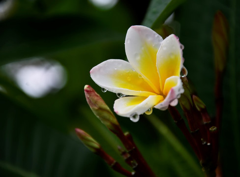 鸡蛋花