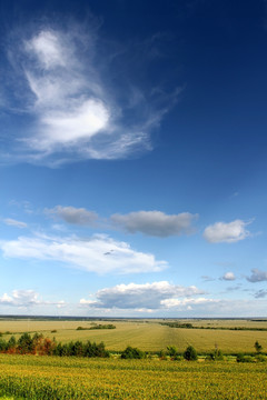 玉米 田地