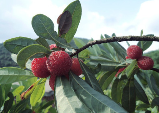 野生杨梅