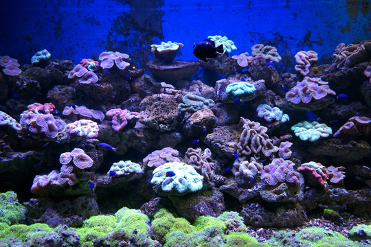珊瑚生物世界