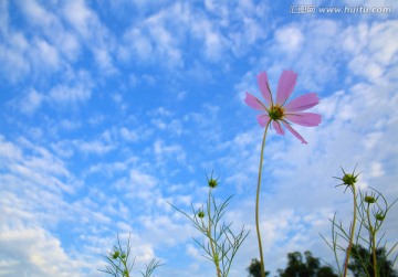 蓝天白云下的格桑花