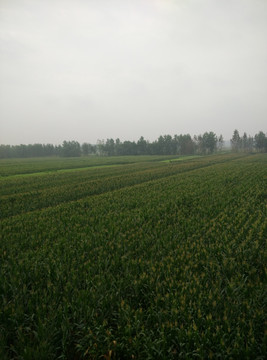 玉米 玉米地  农田