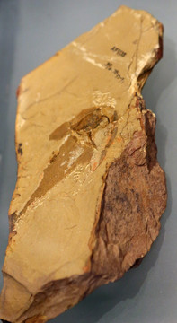 珍奇秀甲鱼化石