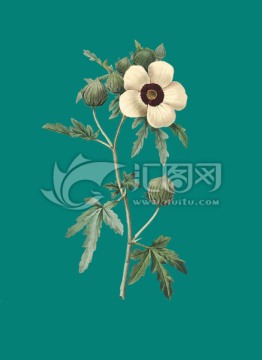 玫瑰 手繪花 植物圖譜