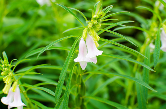 芝麻花