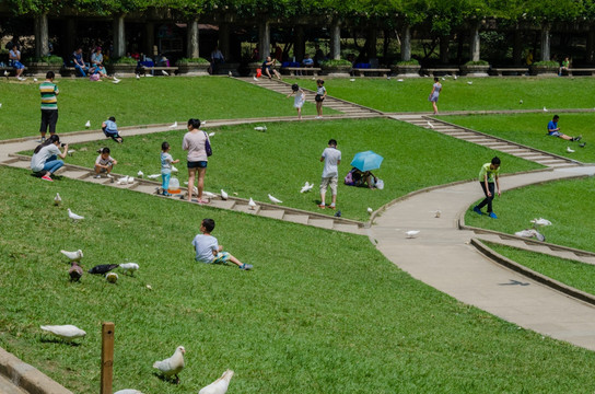 阳光草坪 广场鸽