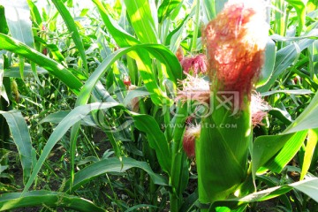 玉米地种植