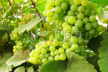 白葡萄种植