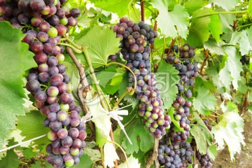 丰收的葡萄