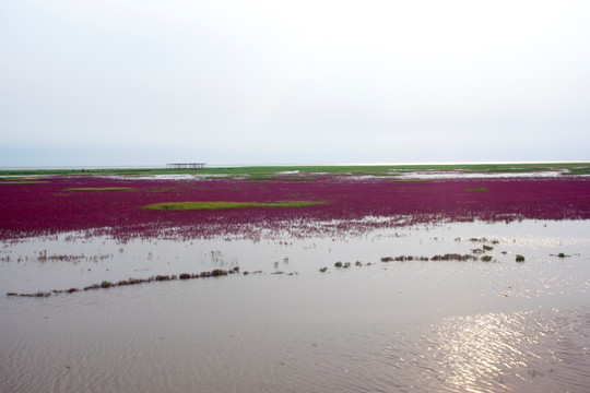 红海滩