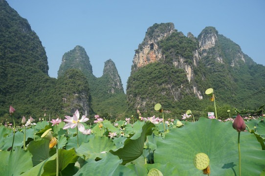 荷花 山水