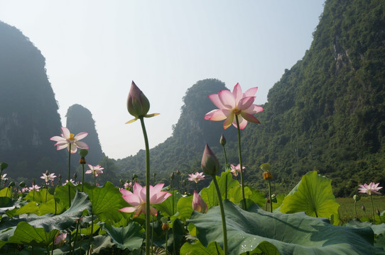 荷花 山水