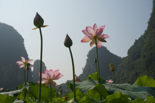 荷花 山水