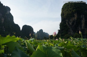 荷花 山水