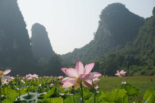 荷花 山山