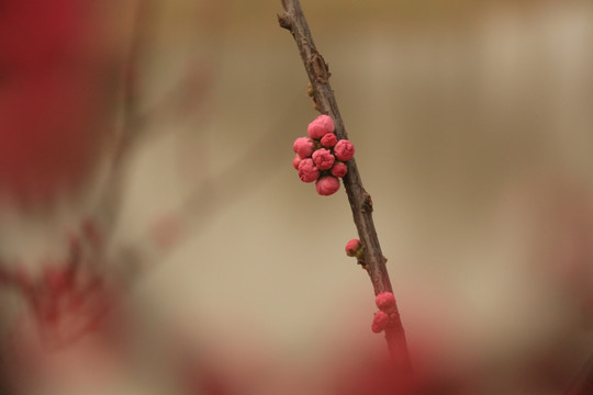 桃花花苞特写