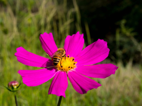 蜜蜂