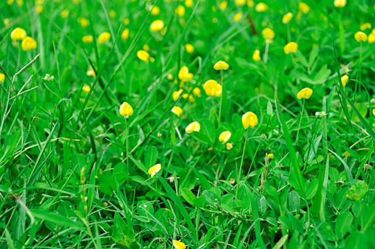 草丛中黄色小花