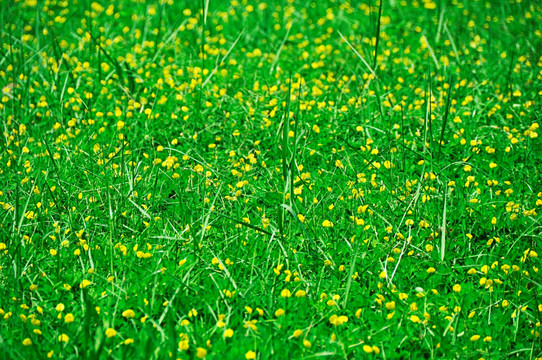 黄花装点的绿草地